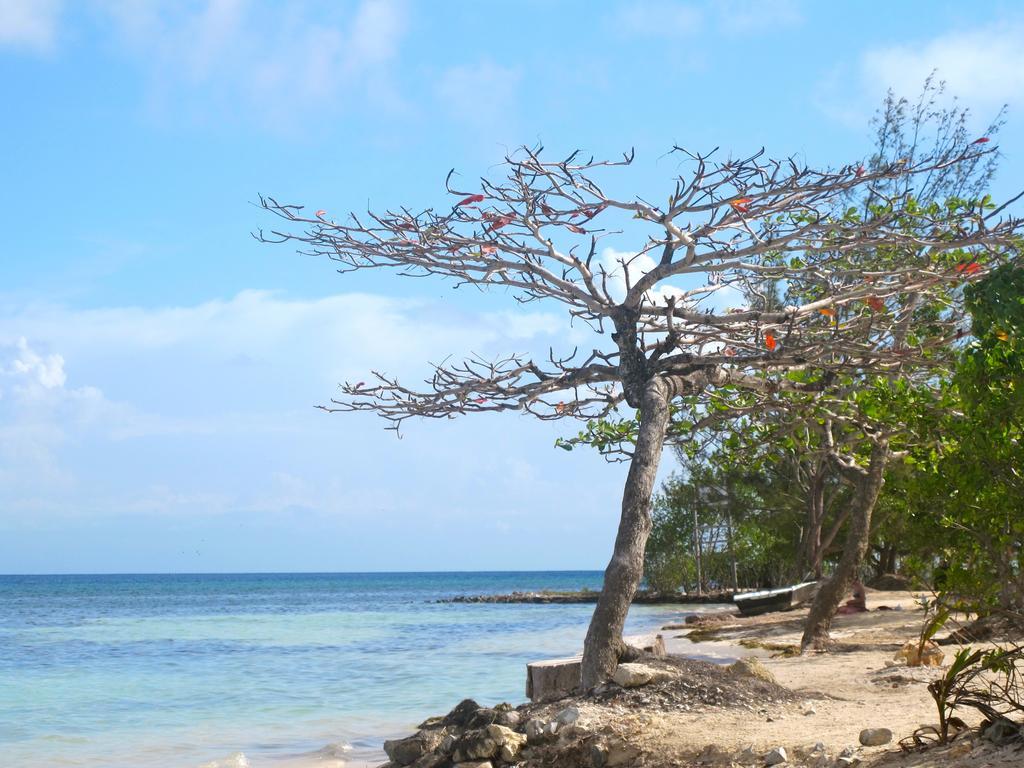 Coral View Beach Resort Utila Dış mekan fotoğraf
